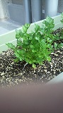 DSCF0390.JPG - 12,603BYTES