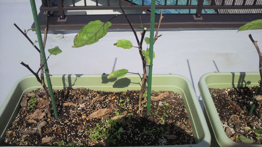 DSCF0390.JPG - 12,603BYTES