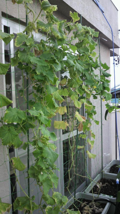 DSCF0390.JPG - 12,603BYTES