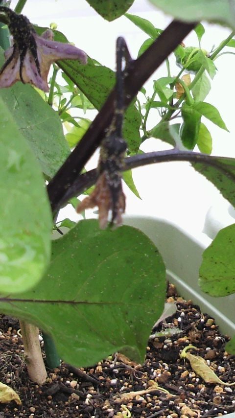 DSCF0390.JPG - 12,603BYTES