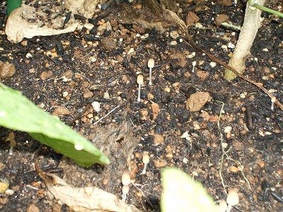DSCF0390.JPG - 12,603BYTES