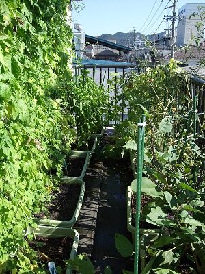 DSCF0390.JPG - 12,603BYTES