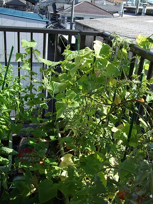 DSCF0390.JPG - 12,603BYTES