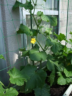DSCF0390.JPG - 12,603BYTES