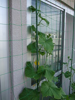 DSCF0390.JPG - 12,603BYTES