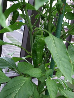 DSCF0390.JPG - 12,603BYTES