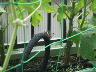DSCF0390.JPG - 12,603BYTES