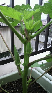 DSCF0390.JPG - 12,603BYTES